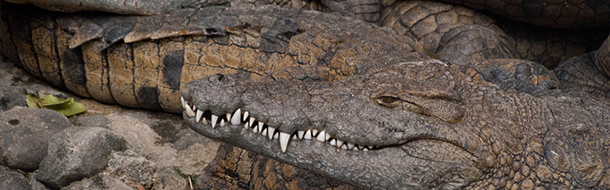 crocodile park mauritius